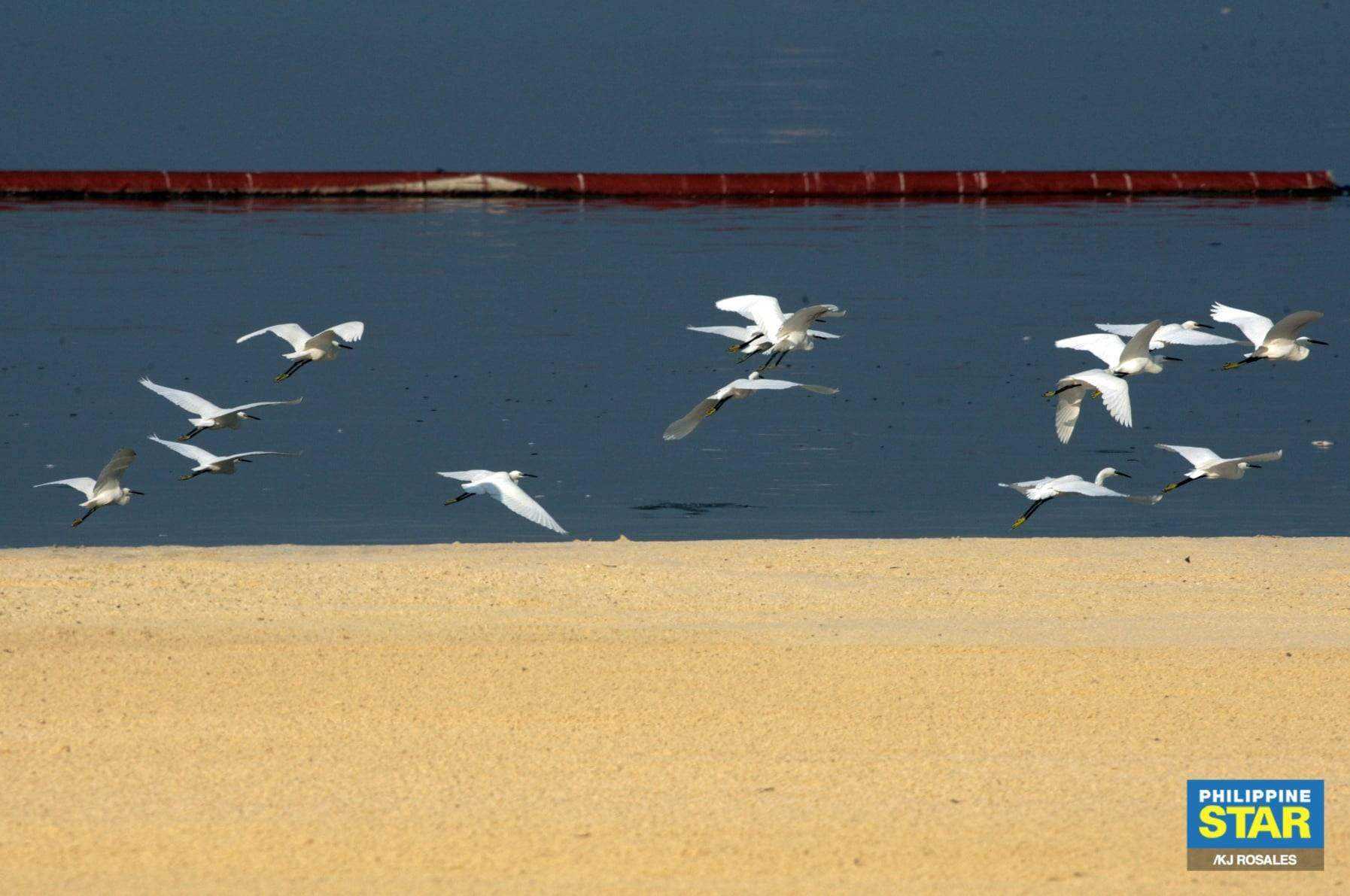 Migratory birds are seen along the shores of Manila Bay1